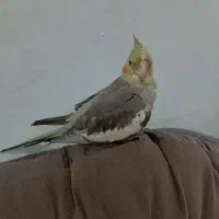جوجه عروس