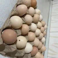 تخم مرغ محلی