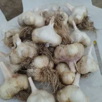 سیر
