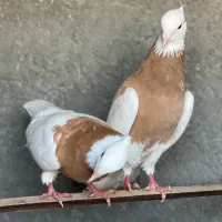 جفت کفتر طوقی زرد