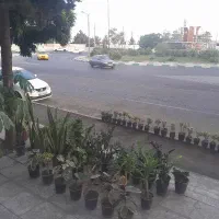 گل و گیاه آپارتمانی