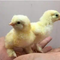 جوجه برهوت لایت