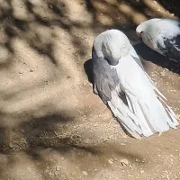 کبوتردوکت بلندماده