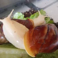 حلزون بزرگ