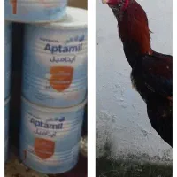 خروس لاری
