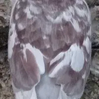 سوسکی
