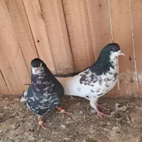 نر و ماده پلاس افشون