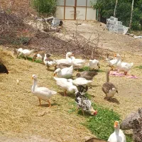 غاز محلی