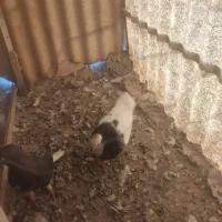 کبوتر پرنده