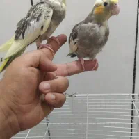 جوجه عروس