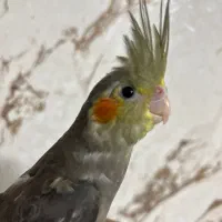 عروس هلندی نر
