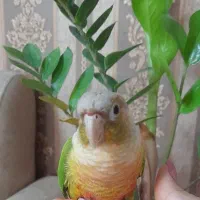 طوطی گرینچیک آناناسی به همراه قفس