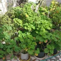 گل و گیاه آپارتمانی