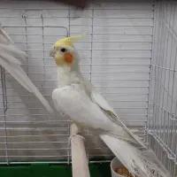 عروس هلندی نر