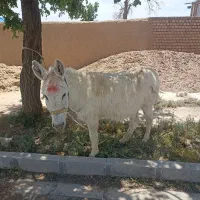 خره گله ای مثل میش لای گله میچرخ