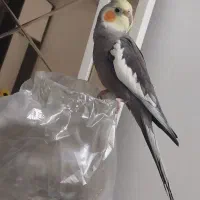 عروس هلندی نر