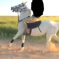 اسب مادیون