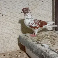 یک عدد ماده گرگی سروکله دار ب شرط ت عکس بد افتاده