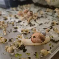 حلزون آلبینو  پرورشی سایز کوچک