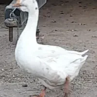 معاوضه غاز نر با ماده
