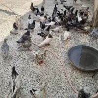 کفتر|پرنده|چمران, |دیوار