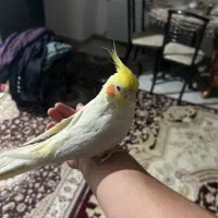 عروس هلندی