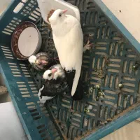 کفتر دم سیاه کلایی پا پر