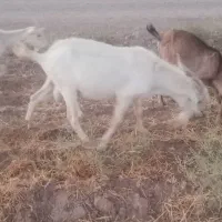 تکه دورگ سانن