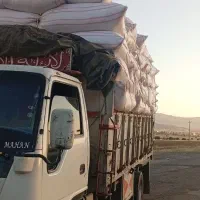 کاه گندم
