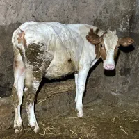 گوساله ماده دانمارکی بهترین نژاد