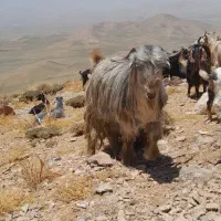 فروش ۱۲عددبز داشت و۱عددوبر
