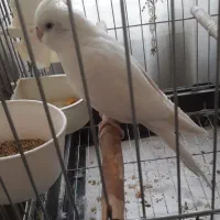 عروس هلندی آلبینو