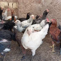 جوجه 5ماهه محلی