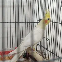 عروس هلندی نر حلقه پا