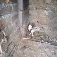 کفتر ۲۰۰ تومان