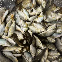 «بچه ماهی»کپور (اصلاح شده)