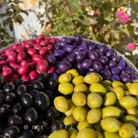 فروش عمده زیتون