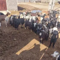 نیستم|حیوانات مزرعه|کارون, |دیوار