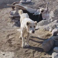 سگ الابای|سگ|مشهد, خواجه ربیع|دیوار