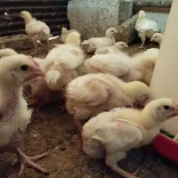 جوجه گوشتی بیست روزه واکسن خورده