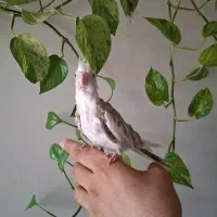 جوجه عروس و کوتوله