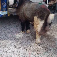 قصاب سیار هستم