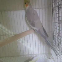 عروس هلندی بالغ تن نخورده آماده جفت