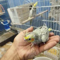 عروس هلندی  گلباقالی