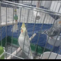 عروس هلندی