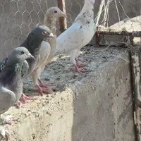 کبوتر