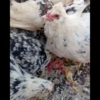تخم مرغ گلین پنگونی چهل تاج ریشو