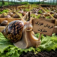 فروش فوریِ موجودات فوق‌سریع حلزون آچاتینا