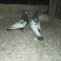 دوعددسینه سیاه نر