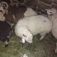 بره سبک هشت نر هفت ماده
